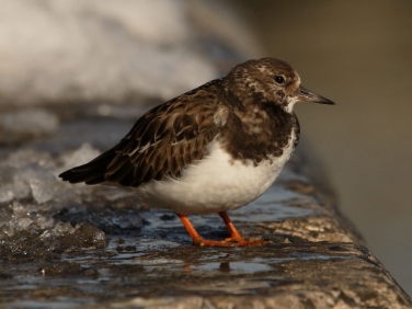 Turnstone (Arenaria interpres)
