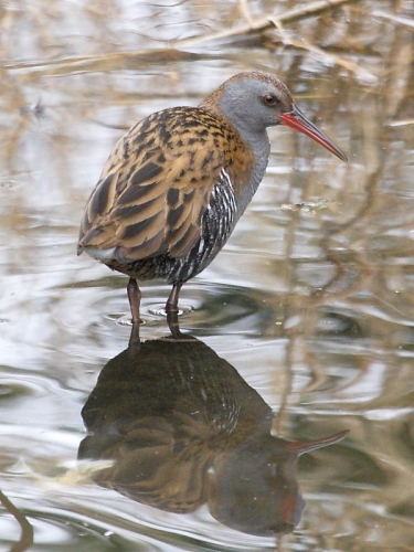 Water Rail (Rallus aquaticus)