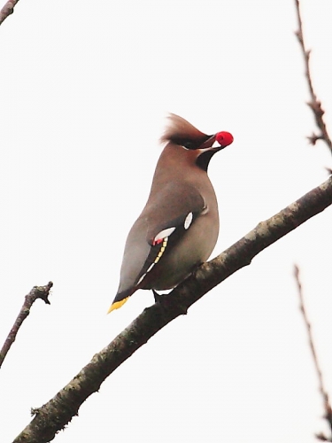 Waxwing (Bombycilla garrulus)