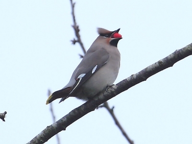 Waxwing (Bombycilla garrulus)