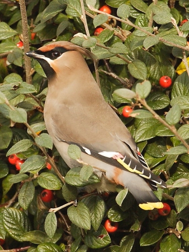 Waxwing (Bombycilla garrulus) on Cotoneaster berries