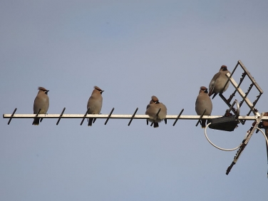 Waxwing (Bombycilla garrulus) on TV aerial in Cornwall