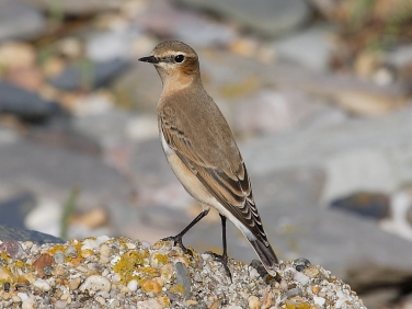 Wheatear (Oenanthe oenanthe)