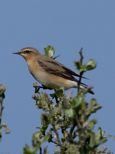 Wheatear (Oenanthe oenanthe)