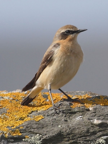 Wheatear (Oenanthe oenanthe)