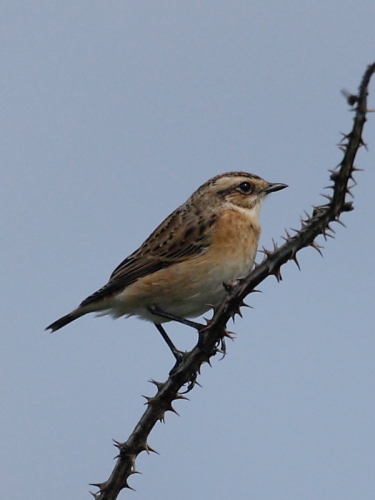 Whinchat (Saxicola rubetra)