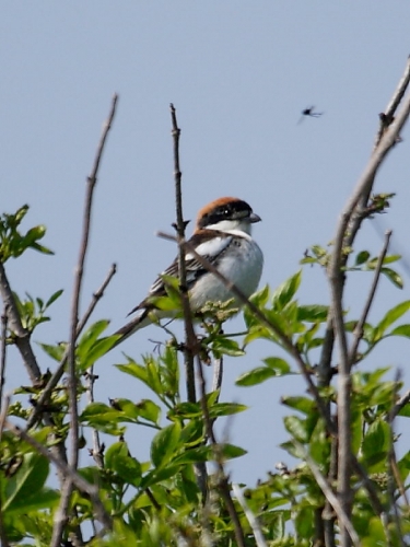 Woodchat Shrike (Lanius senator)