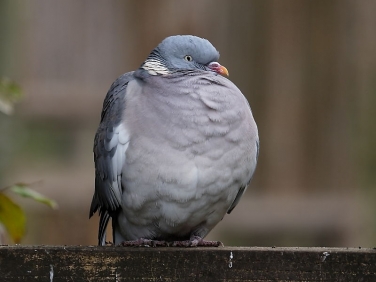 Woodpigeon (Columba palumbus)