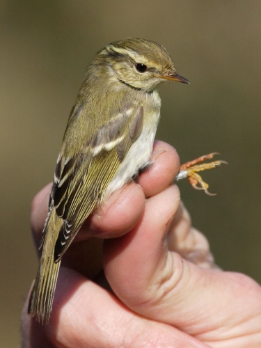 Yellow-browed Warbler (Phylloscopus inornatus)