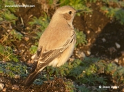 Wheatear (Oenanthe deserti)