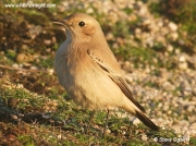 Wheatear (Oenanthe deserti)