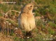 Wheatear (Oenanthe deserti)