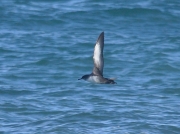 Balearic Shearwater (Puffinus mauretanicus) in flight off St Ives Island