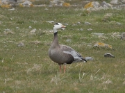 Bar-headed Goose (Anser indicus)