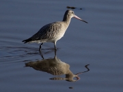 Bar-tailed Godwit (Limosa lapponica)