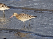 Bar-tailed Godwit