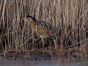 Bittern