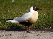Black-headed Gull (Larus ridibundus) - summer oiled