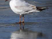 Black-headed Gull (Larus ridibundus) - summer