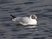 Black-headed Gull (Larus ridibundus)