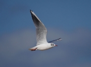 Black-headed Gull (Larus ridibundus)