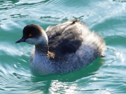 Black-necked Grebe (Podiceps nigricollis)