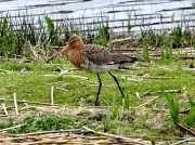 Black-tailed Godwit (Limosa limosa)