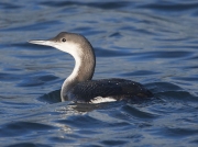 Black-throated Diver (Gavia arctica)
