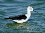 Black-winged Stilt