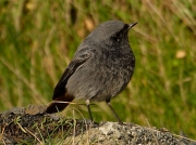 Black Redstart (Phoenicurus ochruros)