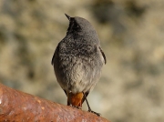 Black Redstart (Phoenicurus ochruros)