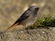 Black Redstart (Phoenicurus ochruros)