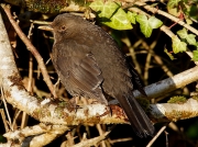 Blackbird (Turdus merula) - female