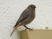 Black Redstart (Phoenicurus ochruros)