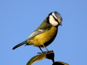 Blue Tit (Cyanistes caeruleus)