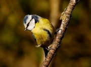 Blue Tit (Cyanistes caeruleus)