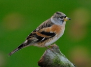Brambling (Fringilla montifringilla)