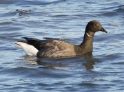 Brent Goose (Branta bernicla)