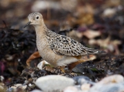 Buff-breasted Sandpiper (Tryngites subruficollis)