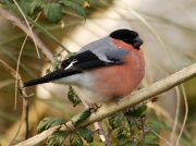 Bullfinch (Pyrrhula pyrrhula) - male
