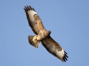 Buzzard (Buteo buteo)