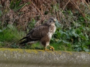 Buzzard (Buteo buteo)