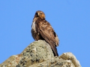 Buzzard (Buteo buteo)