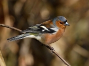 Chaffinch (Fringilla coelebs)