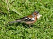 Chaffinch (Fringilla coelebs) eating a moth