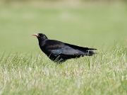 Chough (Pyrrhocorax pyrrhocorax)