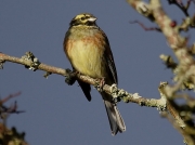 Cirl Bunting (Emberiza cirlus) - male
