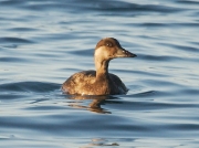 Common Scoter (Melanitta nigra) - female - a British diving duck