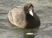 Coot (Fulica atra) with abnormal head