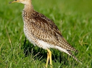 Upland Sandpiper (Bartramia longicauda)